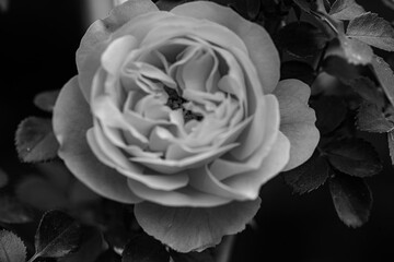 A close-up shot of a black and white monochromatic rose with distinct layers, interweaving light and shadow, perfect for creative projects, wallpapers, and art.