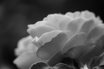A close-up shot of a black and white monochromatic rose with distinct layers, interweaving light and shadow, perfect for creative projects, wallpapers, and art.