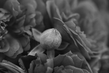 A close-up shot of a black and white monochromatic rose with distinct layers, interweaving light and shadow, perfect for creative projects, wallpapers, and art.