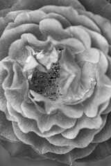 A close-up shot of a black and white monochromatic rose with distinct layers, interweaving light and shadow, perfect for creative projects, wallpapers, and art.