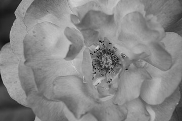 A close-up shot of a black and white monochromatic rose with distinct layers, interweaving light and shadow, perfect for creative projects, wallpapers, and art.