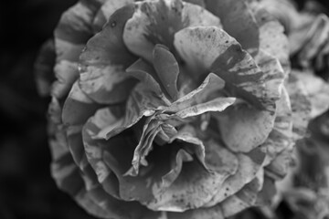 A close-up shot of a black and white monochromatic rose with distinct layers, interweaving light and shadow, perfect for creative projects, wallpapers, and art.