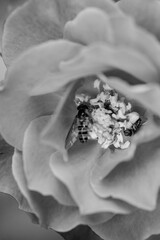 A close-up shot of a black and white monochromatic rose with distinct layers, interweaving light and shadow, perfect for creative projects, wallpapers, and art.
