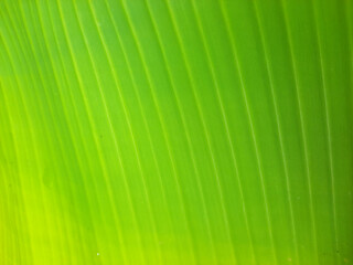 banana leaf surface seen from above