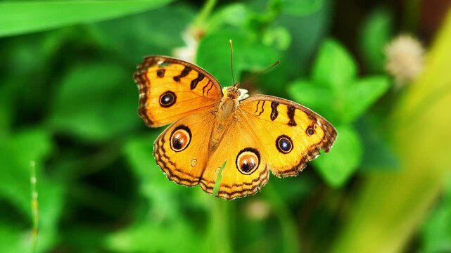The Peacock Pansy ( Junonia almana ) butterfly on leaf with natural green background, Pattern similar to the eyes on the wing of orange color insect
