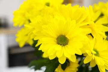 Yellow chrysanthemum flowers in kitchen, closeup