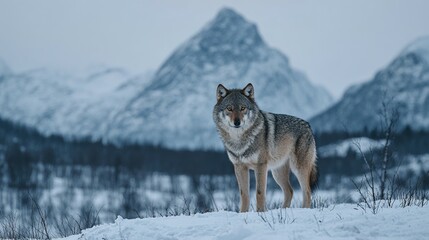 Obraz premium Grey wolf stands proud amidst a snowy landscape.