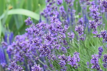 lavender flowers in the garden