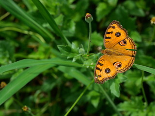 The Peacock Pansy ( Junonia almana ) butterfly on leaf with natural green background, Pattern similar to the eyes on the wing of orange color insect