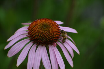 flower of a camomile