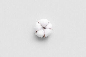 Cotton flower on white background