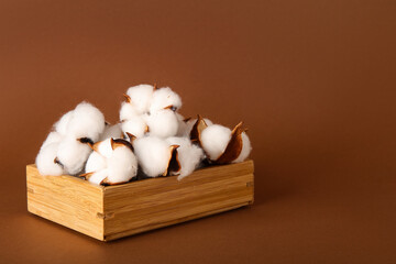Cotton flowers in wooden crate on brown background