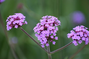 close up of a purple flower