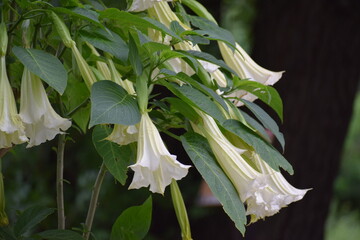 white hyacinth flower