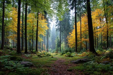 Obraz premium Autumn forest path