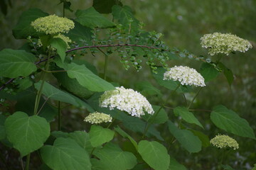 branch of a tree with leaves