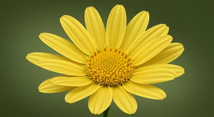 Bright Yellow Daisy Flower Isolated on Dark Background