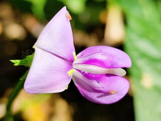 Purple long bean flowers are blooming