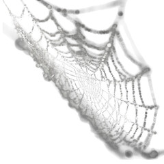 Obraz premium Spider web on transparent background.