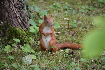 squirrel in the park