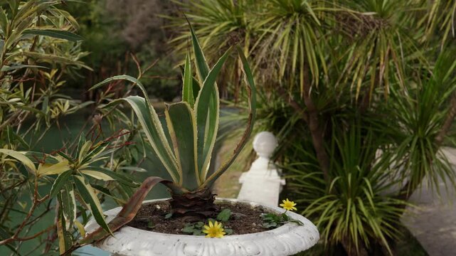 Variegated Agave americana and small yellow flowers growing in a white pot in a park, with various other plants and trees in the background and a pond