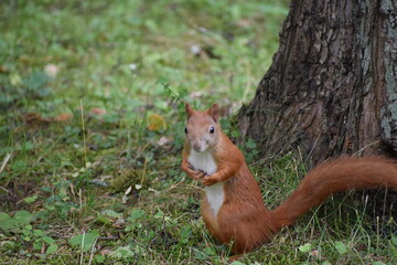 squirrel in the park
