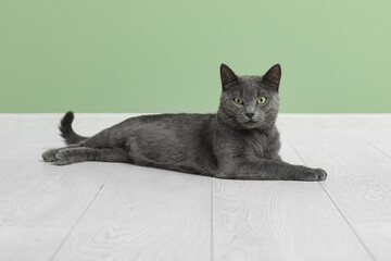 Cute British cat lying on floor near green wall