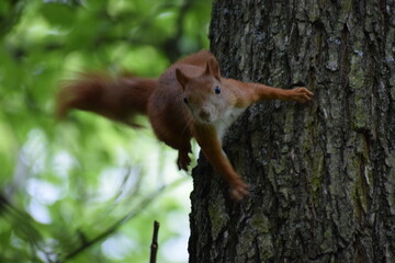 squirrel on a tree