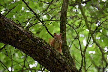squirrel on a tree