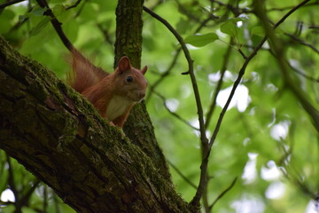 squirrel on tree