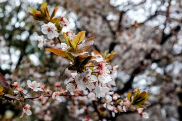 Kyoto, Japan – March 25, 2024: Cherry blossoms in full bloom with delicate white and pink flowers and green leaves, capturing the serene beauty of springtime in Kyoto.