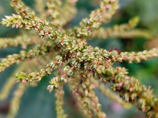 wild amaranth flowers in the garden