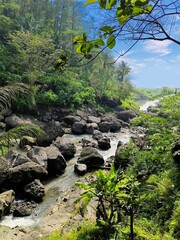 forest view and small rocky river flow
