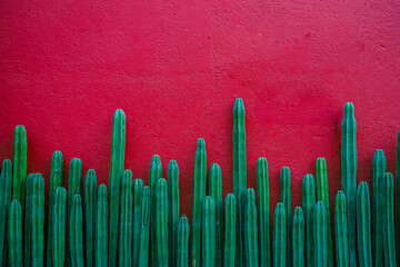 Cactus wallpaper and red wall background