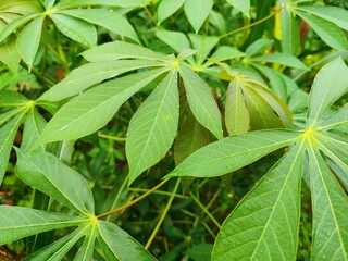 cassava plants in the garden