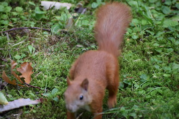 squirrel in the forest