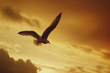 Seagulls glide gracefully through the sky at sunset in slow motion, Seagulls flying in the sky in the slow motion