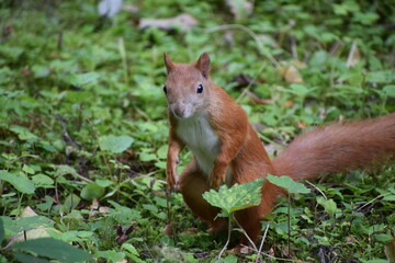 squirrel in the park