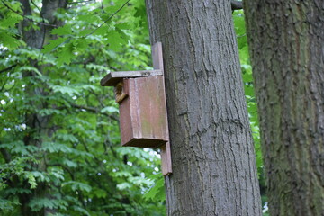wooden bird house