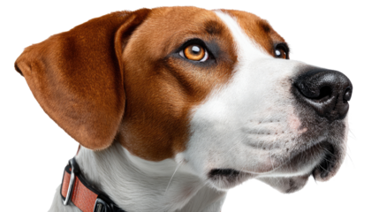 The Canine Gaze: A close-up portrait of a beagle-mix dog, head and shoulders, its expressive eyes meeting the viewer, evoking a sense of trust and curiosity.