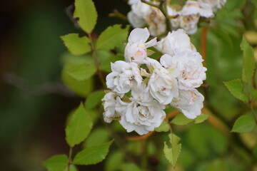 apple tree blossom