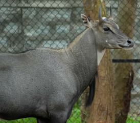 Nilgai in zoo safari  side view