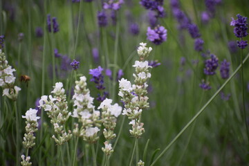 lavender flowers in the garden