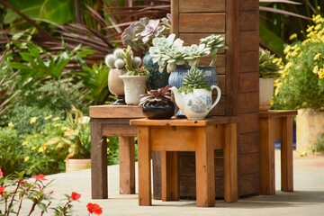 Composizione di succulente