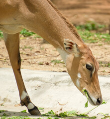 Young deer eating grass in the zoo 