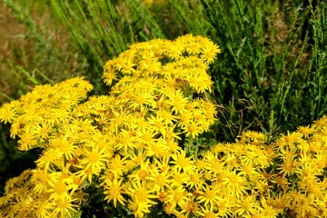 Bright yellow wildflowers blooming in lush green meadow in Scotland. Vibrant natural landscape showcasing seasonal flora and countryside beauty.