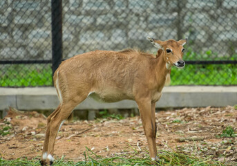 Lonely Young brown deer standing in the zoo safari isolated