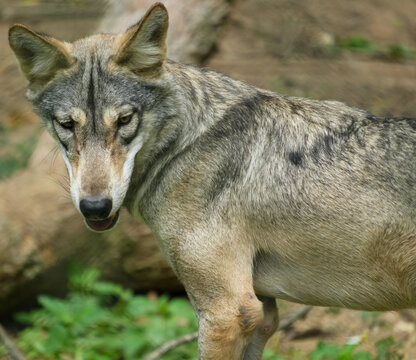 gray wolf canis lupus