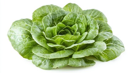 Obraz premium Fresh Green Lettuce,Crisp and Juicy