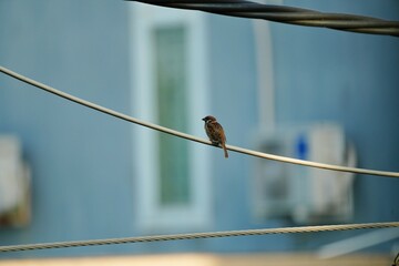 A small sparrow perched on an electric wire. Symbol of freedom, simplicity and urban nature
